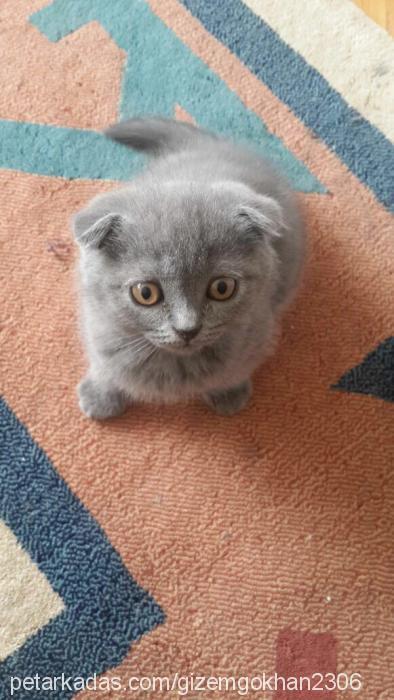 nohut Erkek Scottish Fold