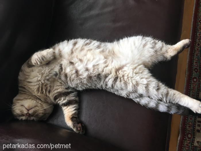 paşa Erkek Scottish Fold