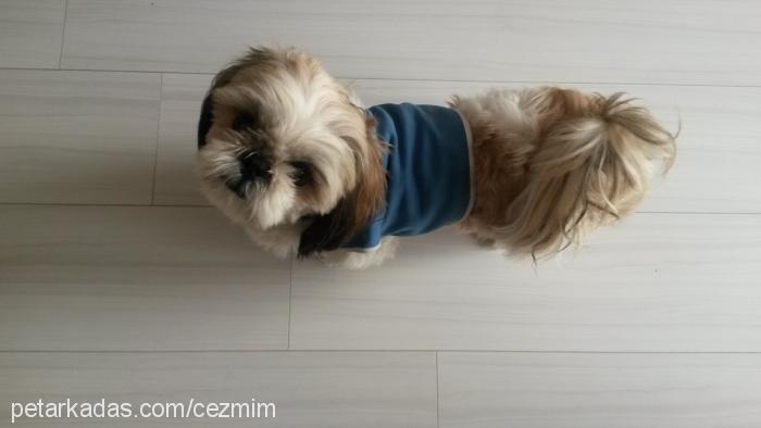 cezmi Erkek Shih-Tzu