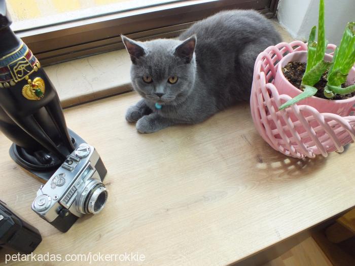 joker Erkek British Shorthair