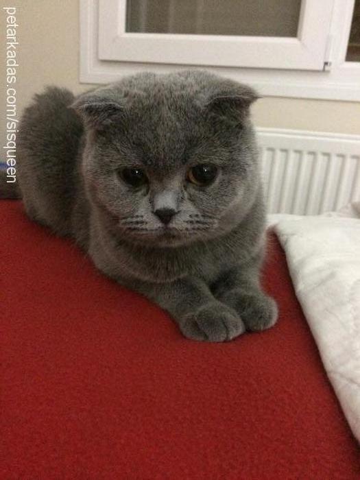 sis Dişi Scottish Fold