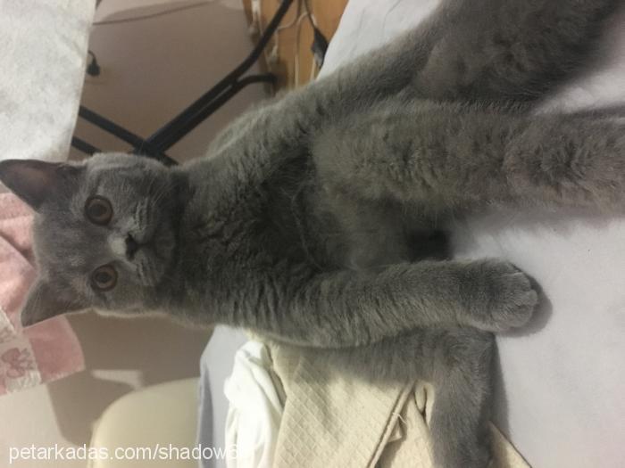 shadow Erkek British Shorthair