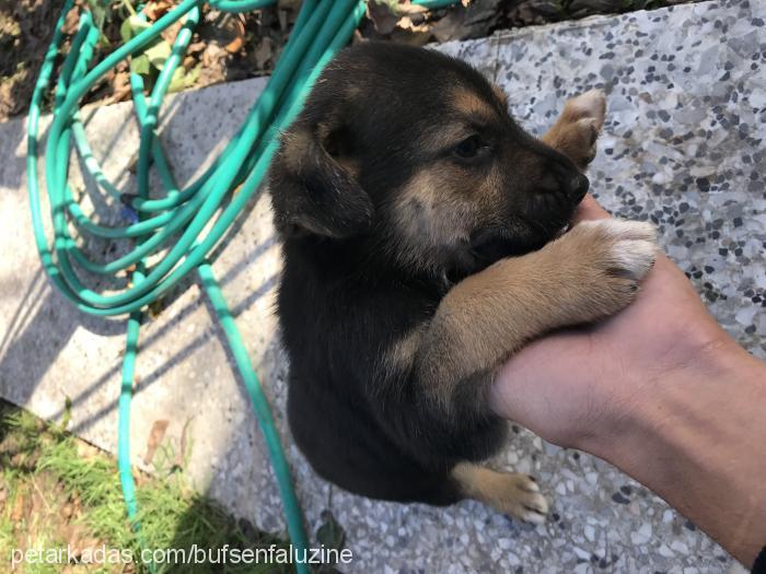 almankurdu Erkek Alman Çoban Köpeği