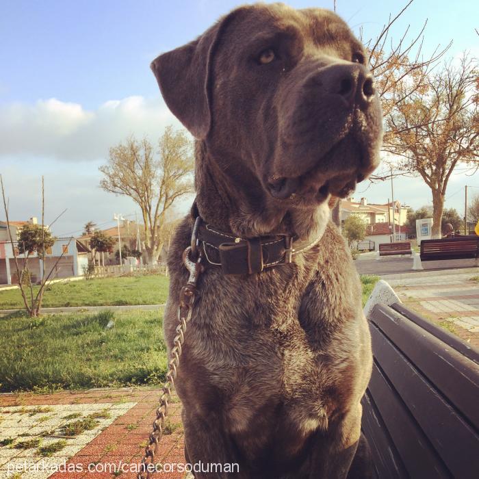 duman Erkek Cane Corso Italiano