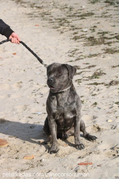 duman Erkek Cane Corso Italiano