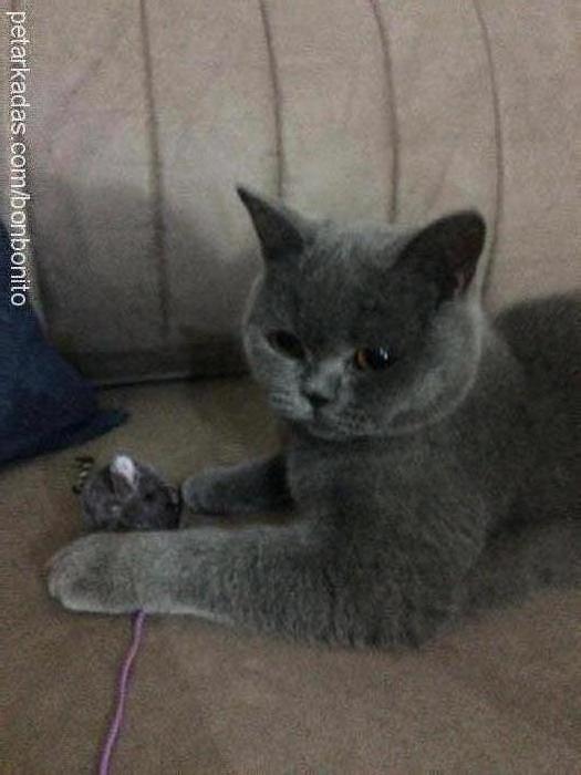 bonbon Dişi British Shorthair