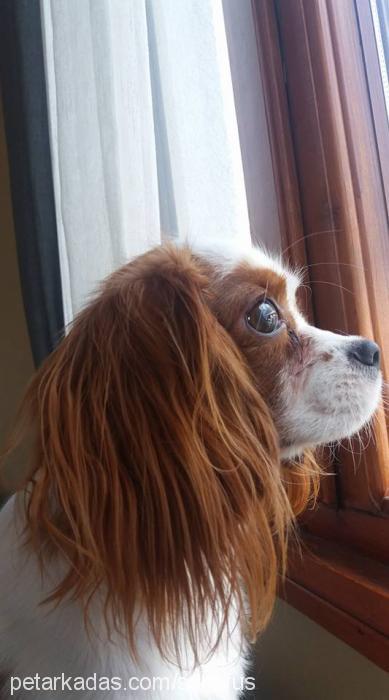 Şans Erkek Cavalier King Charles Spanieli