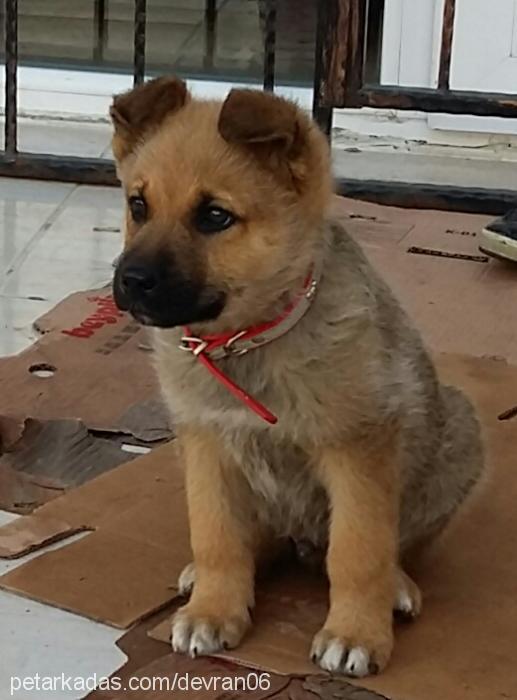 devran Erkek Alman Çoban Köpeği