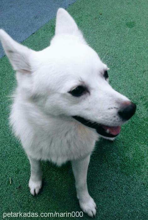 Şımarık Erkek Finnish Spitz