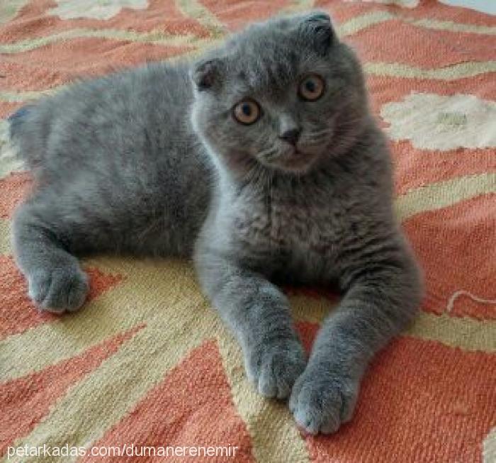 duman Erkek Scottish Fold