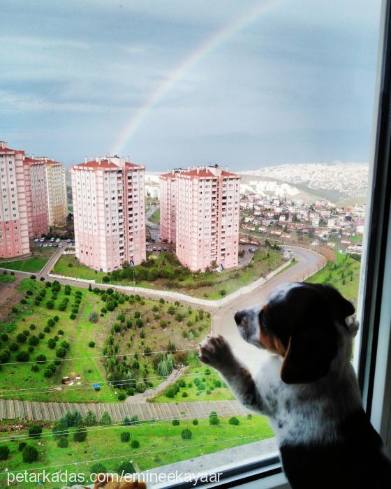 reis Erkek Jack Russell Terrier