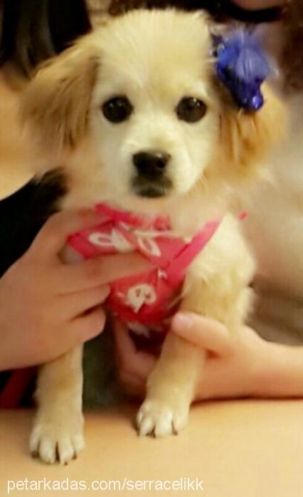 mİa Dişi Tibetli Spaniel