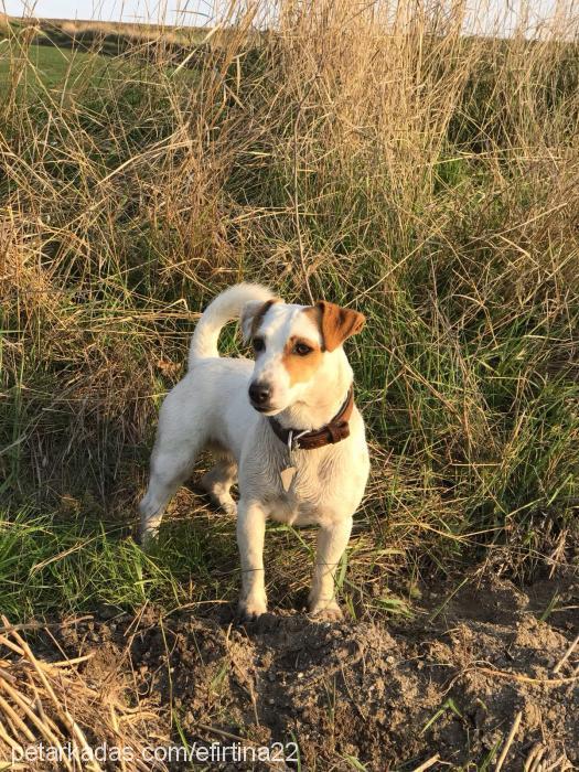 Çakıl Dişi Jack Russell Terrier