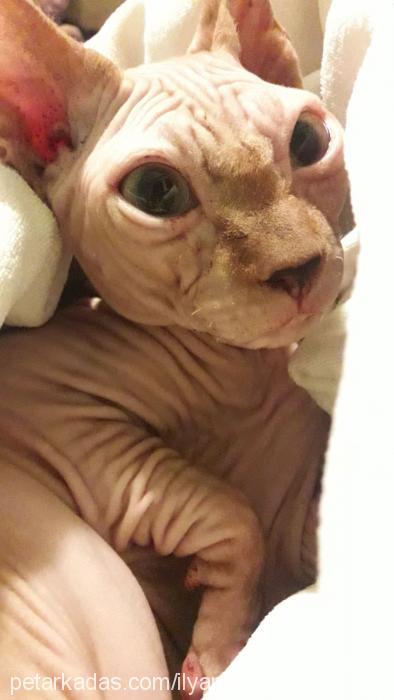 ayli Erkek Sphynx