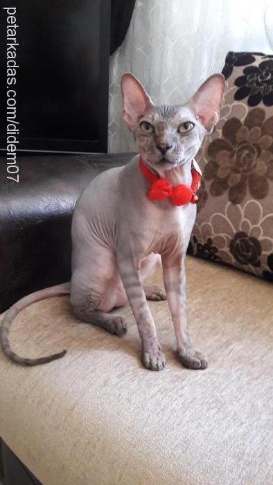 jeli Erkek Sphynx