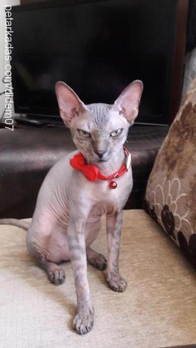 jeli Erkek Sphynx