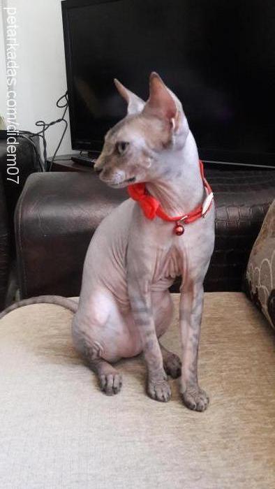 jeli Erkek Sphynx