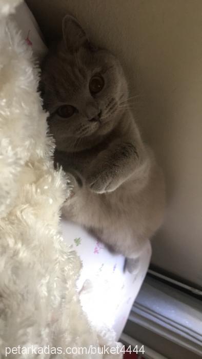 mia Dişi British Shorthair