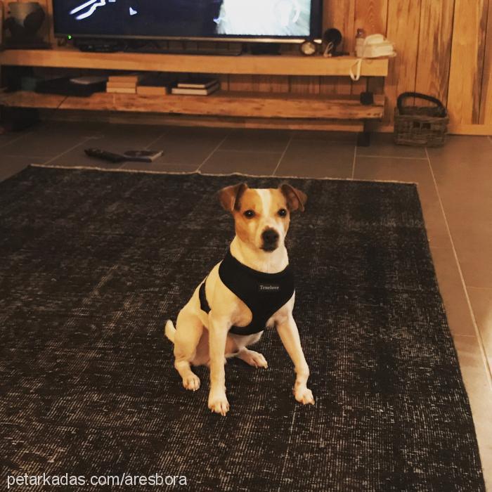 amon Erkek Jack Russell Terrier