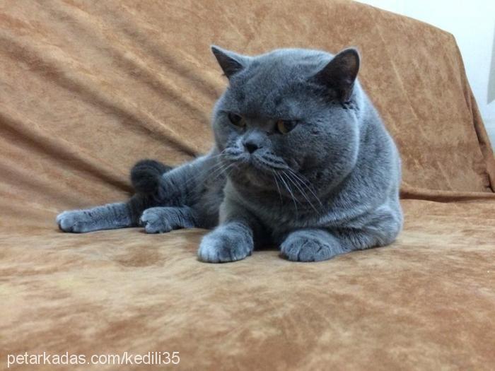 dr.ice Erkek British Shorthair