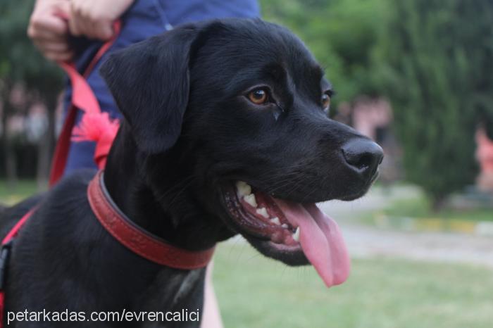 nyks Dişi Labrador Retriever