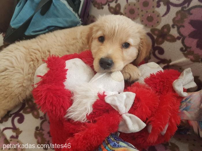 ateş Erkek Golden Retriever