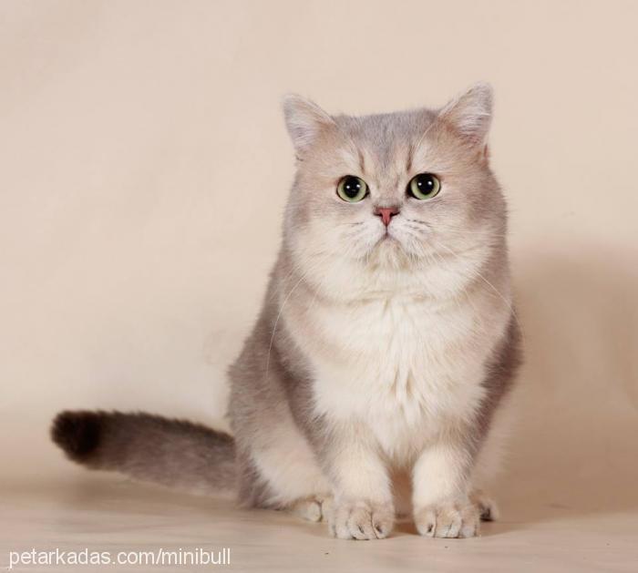 pablo Erkek British Shorthair