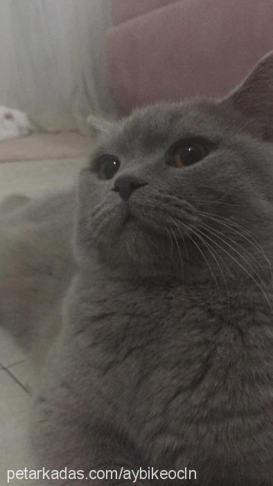 tarçın Erkek British Shorthair