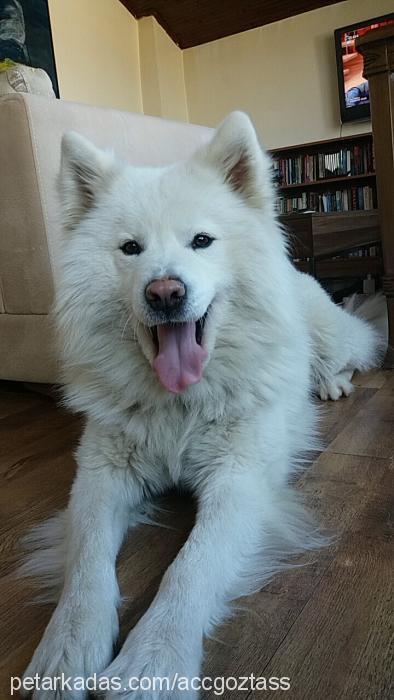 kopuk Erkek Samoyed