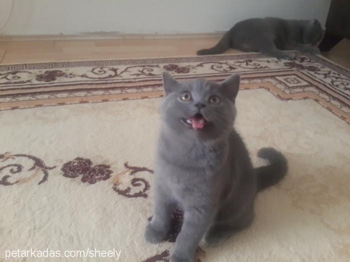 bambam Erkek British Shorthair