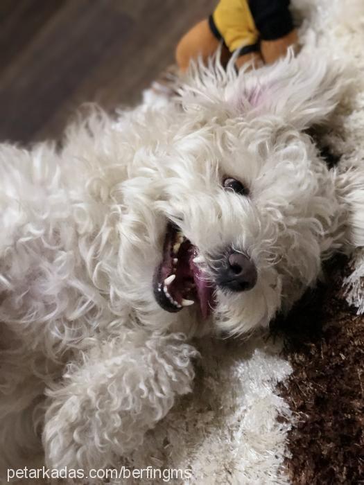 refya Erkek West Highland White Terrier