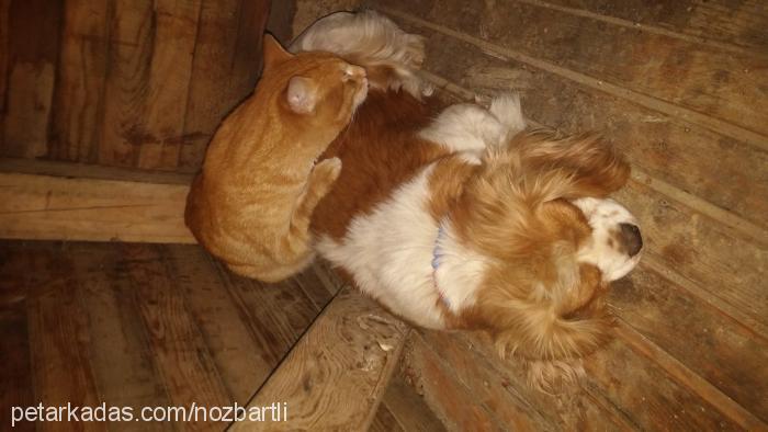 cİncan Dişi Cavalier King Charles Spanieli