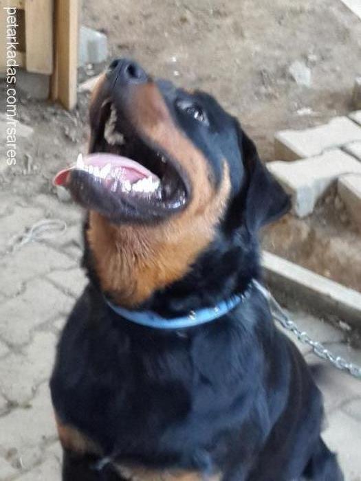 ares Erkek Rottweiler