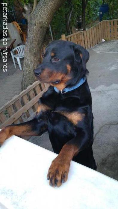 ares Erkek Rottweiler