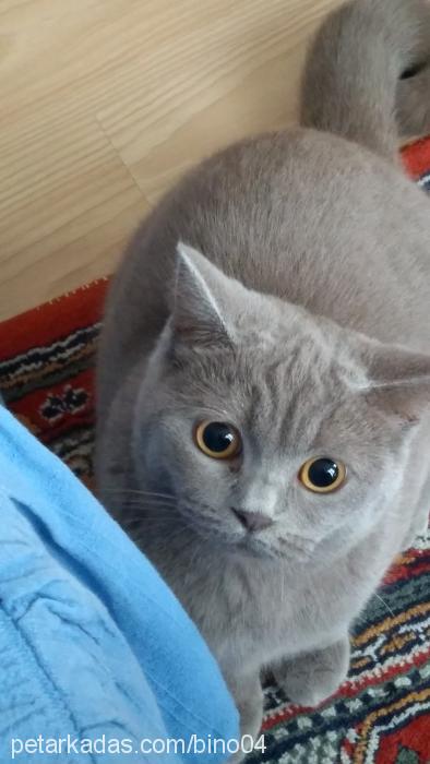 binoş Dişi British Shorthair