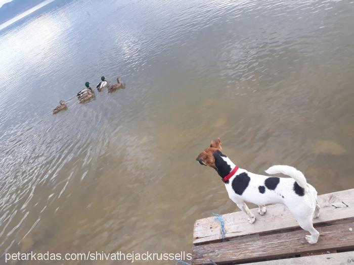 shiva Dişi Jack Russell Terrier