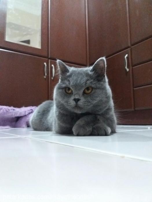 maya Dişi British Shorthair