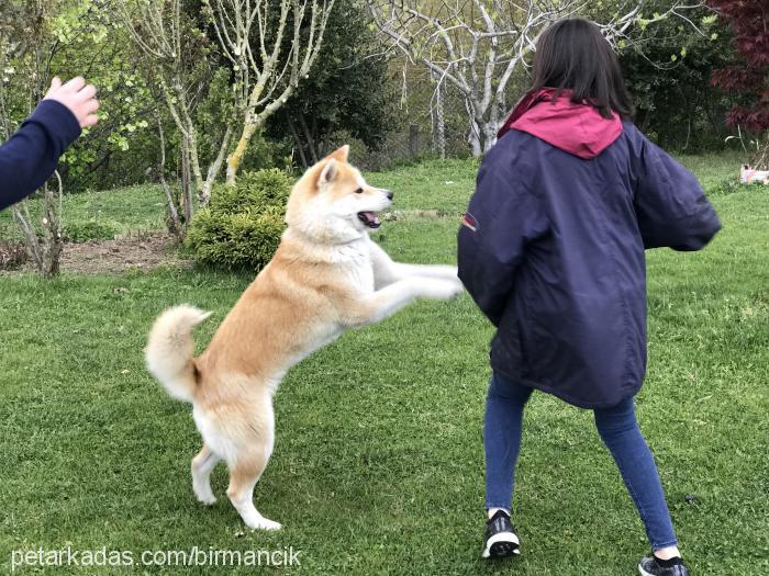 tarçın Dişi Akita İnu