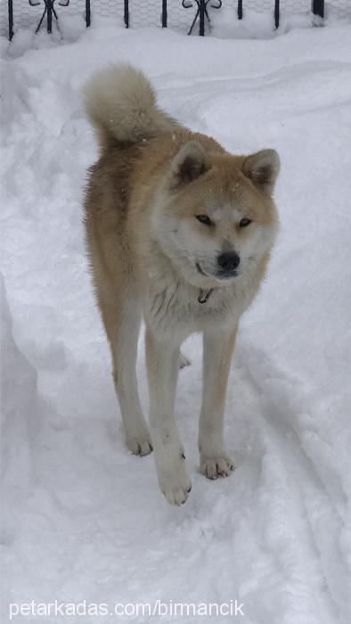 tarçın Dişi Akita İnu