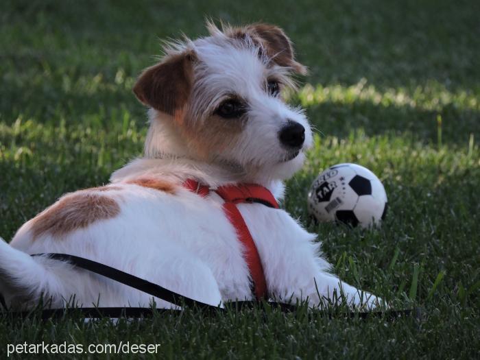 Çakil Dişi Jack Russell Terrier