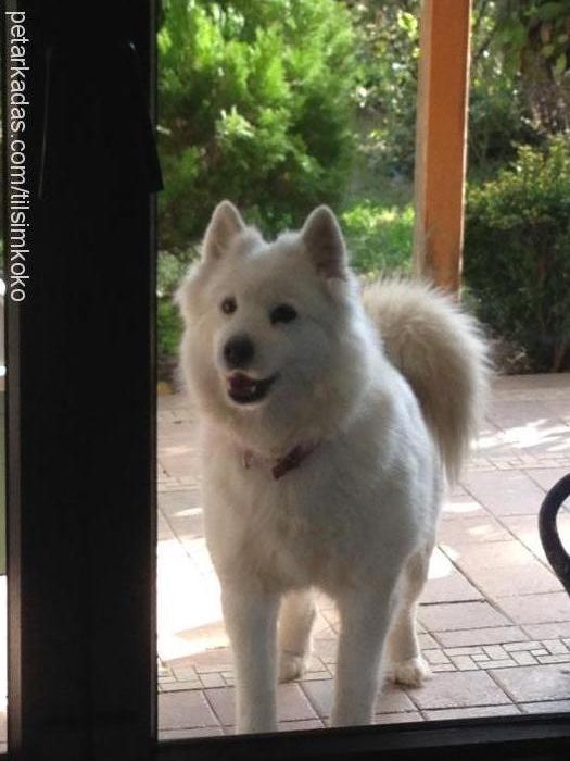 koko Dişi Samoyed