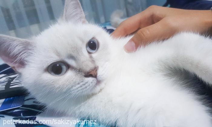 sakızyakamoz Dişi British Shorthair