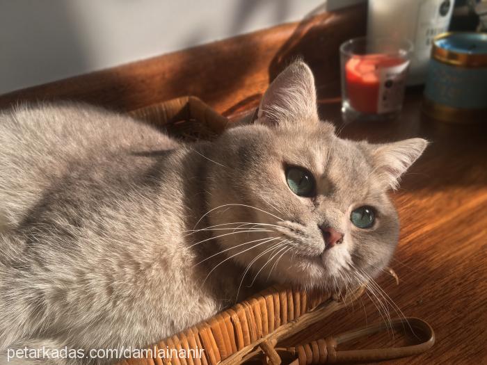 olive Erkek British Shorthair