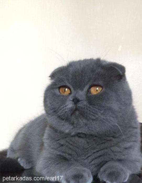 patik Dişi Scottish Fold