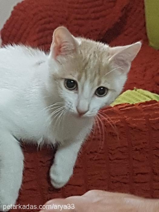 arya Dişi Tekir Kedi