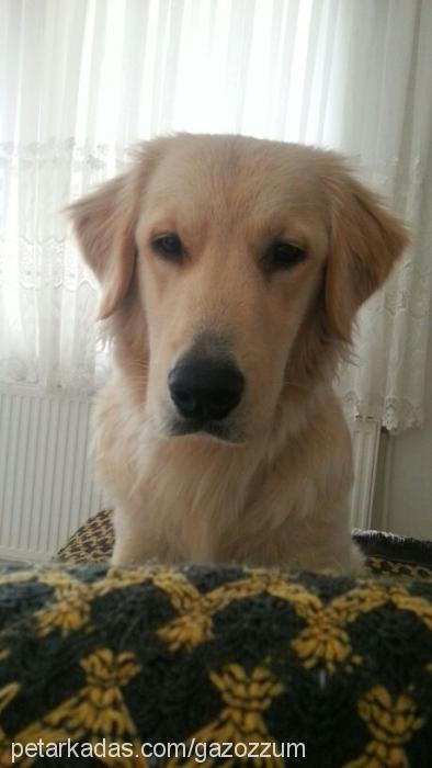 gazoz Erkek Golden Retriever