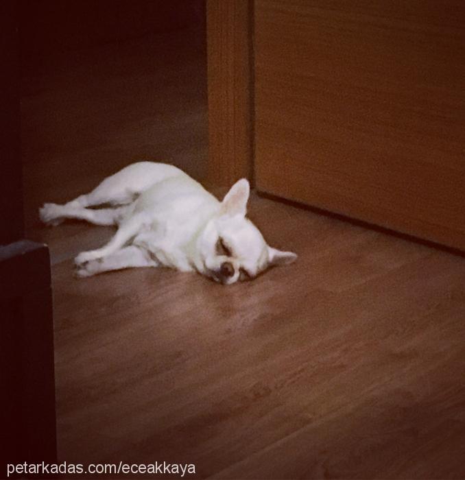 bayfrodo Erkek Chihuahua