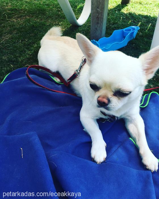 bayfrodo Erkek Chihuahua