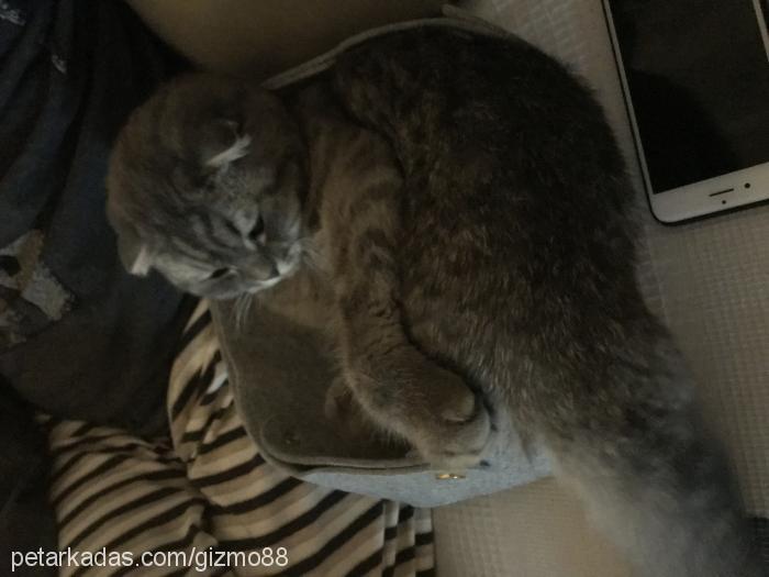 gizmo Dişi Scottish Fold