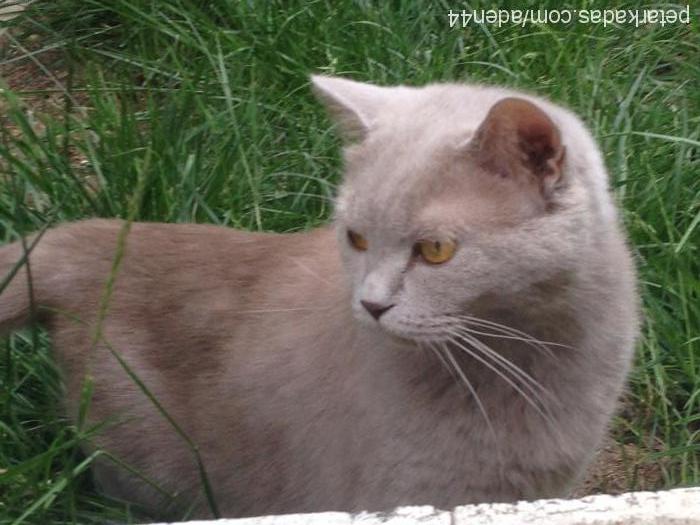 alzamüezza Dişi British Shorthair